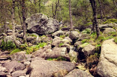 Kaya, ağaç ve yeşil çimenli Norveç dağları