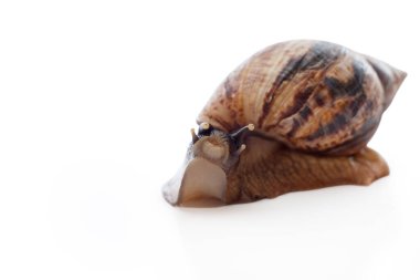 Beyaz arka planda koyu saçlı Achatina reticulata