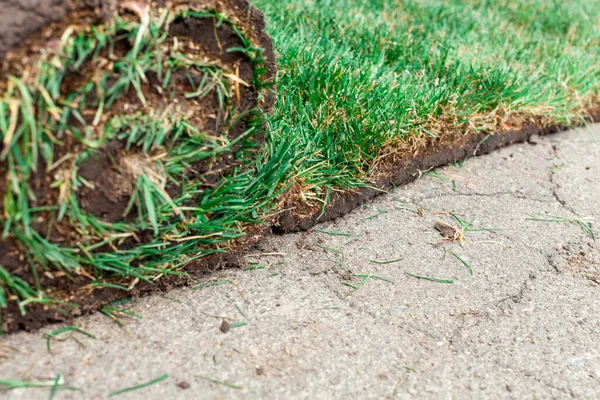 sarılmış yeşil çimenlik kaplama