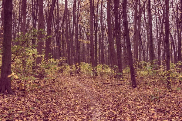 Weg Durch Verwunschenen Herbstgelben Wald — Stockfoto