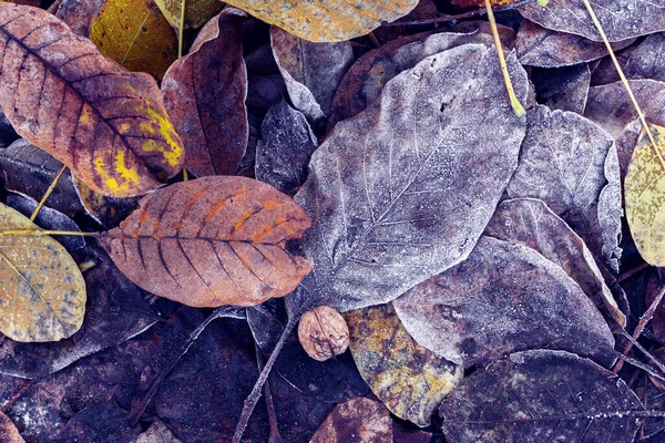 Acerca Invierno Nuez Sobre Hojas Cubiertas Escarcha —  Fotos de Stock