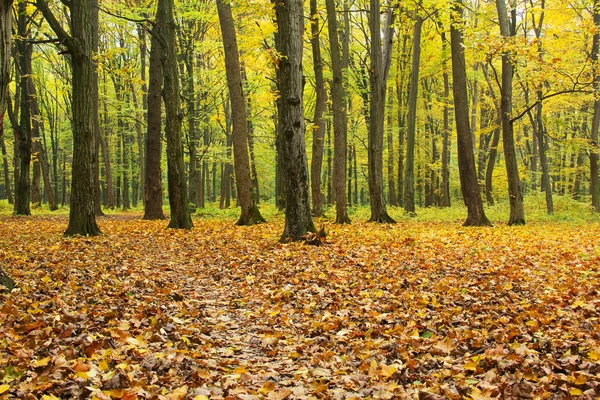 Herbstwald — Stockfoto