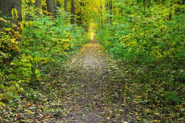 Sonbahar ormanlarında yol