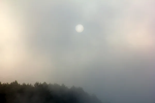 Sunrise among green trees with a dense fog — Stock Photo, Image