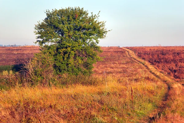 Einsamer grüner Baum und grasbewachsenes Tal mit Fußweg — Stockfoto