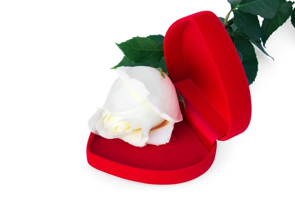 White rose in the red box in a heart shape — Stock Photo, Image