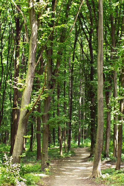 Printemps forêt verte avec sentier pédestre — Photo