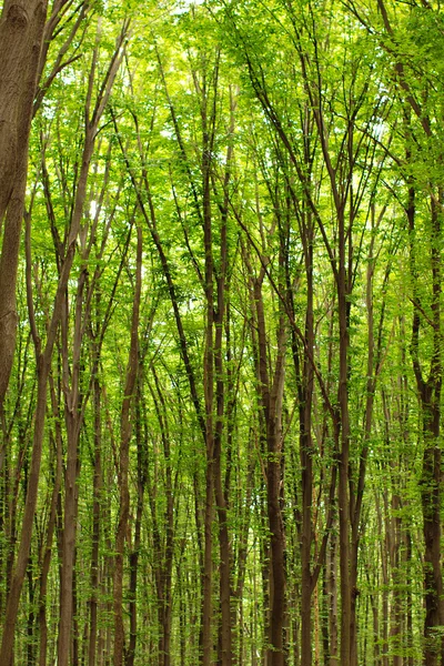 Buchen hohe grüne Bäume im Frühlingswald — Stockfoto