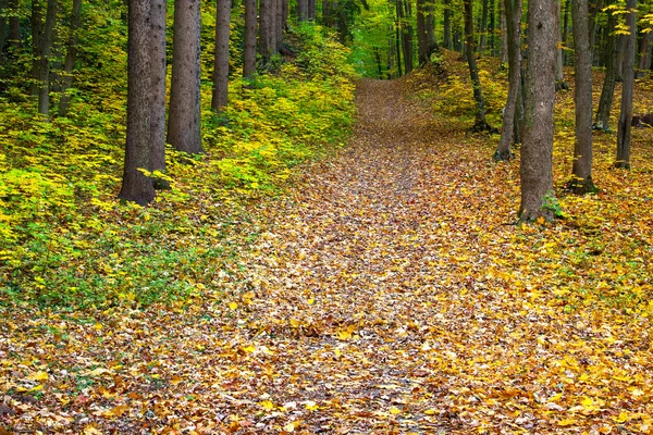 Hutan hijau-kuning-merah musim gugur — Stok Foto