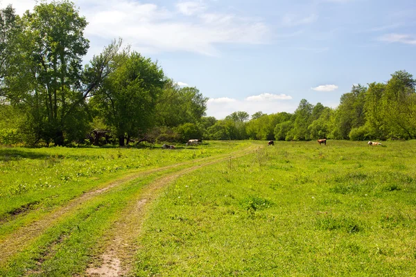 Landscape of a valley, footpath, trees, sky and grazing cows — Stock Photo, Image