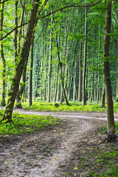 Chemin à travers la forêt printanière enchantée — Photo