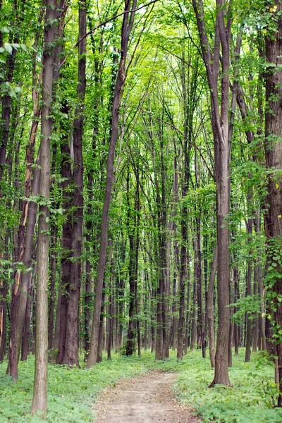 Printemps forêt verte avec sentier pédestre — Photo