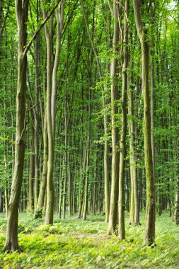 Bahar ormandaki yeşil kayın ağaçları
