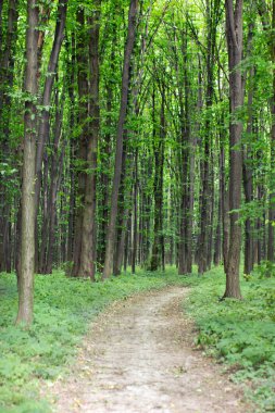 Bahar yeşil orman patika ile