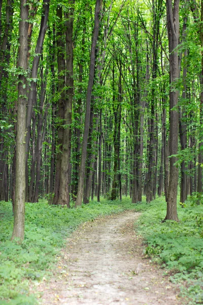 Frühlingsgrüner Wald mit Fußweg — Stockfoto