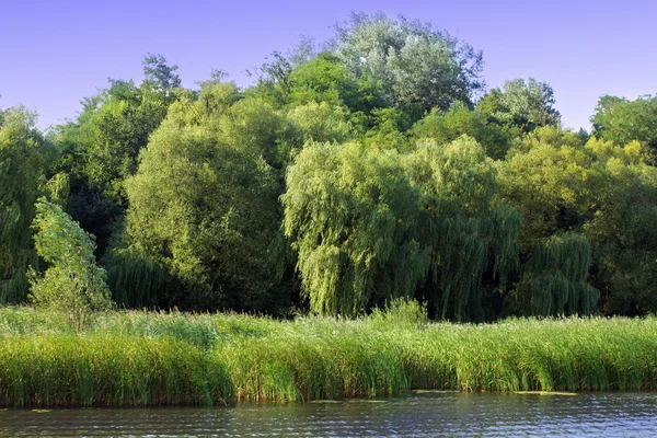 Willow with other trees on the river bank — Stock Photo, Image