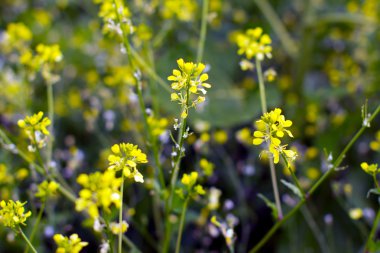 arka plan olarak bir bahar çayır üzerinde sarı çiçek