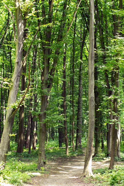 Green spring forest with footpath — Stock Photo, Image