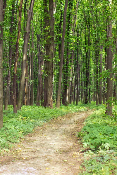 Grüner Quellwald mit Fußweg — Stockfoto