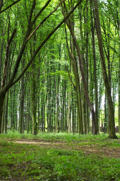 Spring  forest — Stock Photo, Image