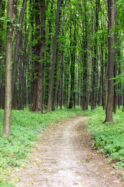 Forêt printanière verte avec sentier pédestre — Photo
