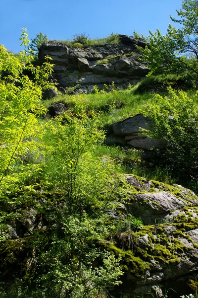 ツリーの周りの草と山の頂上 — ストック写真