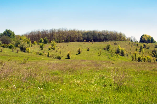 Landschaft eines grasbewachsenen Tals, Hügel mit Bäumen und Himmel — Stockfoto