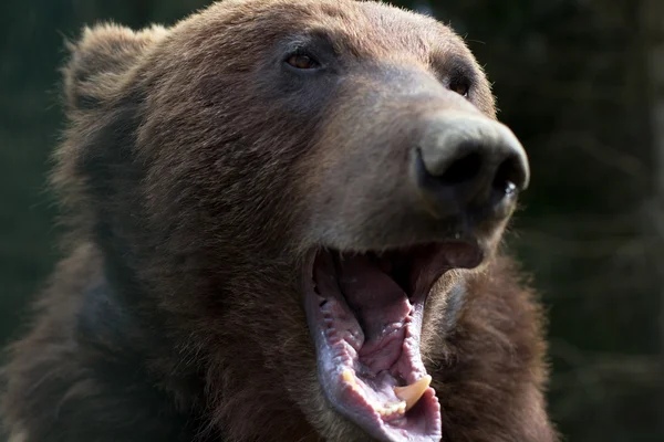 Brown bear with open mouth — Stock Photo, Image