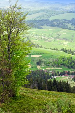 çam ağacı ve Yeşil Vadi tre ile dağlarla peyzaj