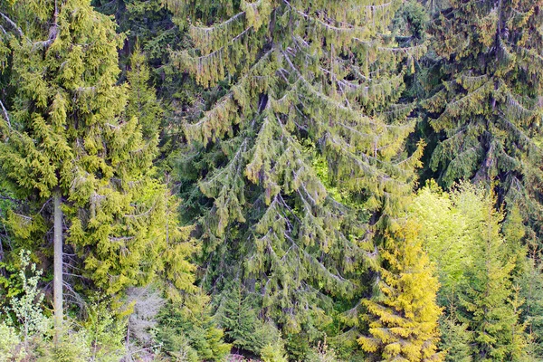 Baris tua hijau-kuning cemara-pohon dengan mata-burung — Stok Foto