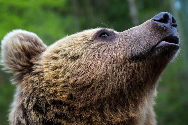 The muzzle of a brown bear — Stock Photo, Image