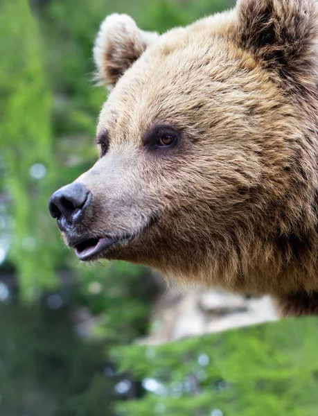 Brown bear with open mouth — Stock Photo, Image