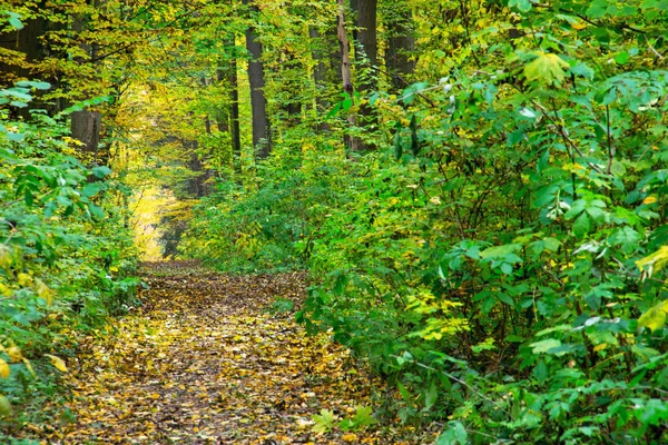 Väg genom hösten grön-gul skog — Stockfoto