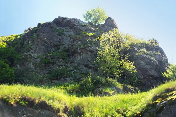 Cima de la montaña con un árbol en el medio — Foto de Stock