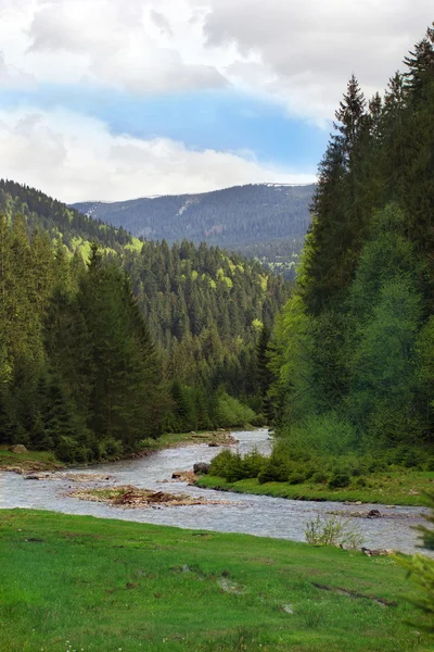 Landscape of a river among Carpathians mountains with fir-tree — Stock Photo, Image