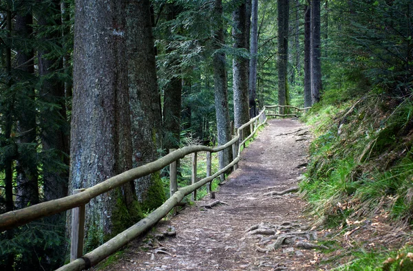 Sentier forestier entouré d'une clôture en bois — Photo