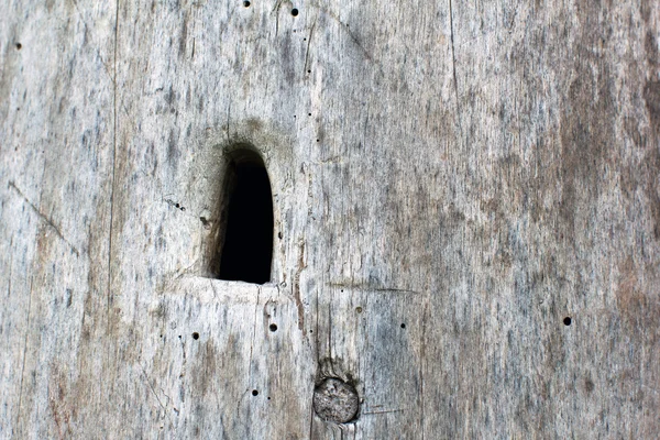 Buraco na colmeia no tronco de madeira — Fotografia de Stock