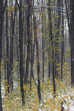 Sonbahar Orman karla kaplı