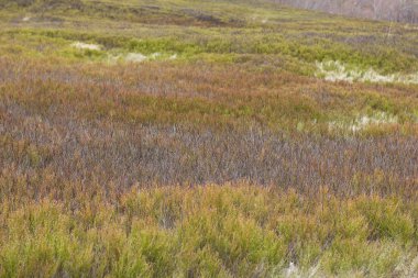 arka plan olarak sarı dikenli yabani ot