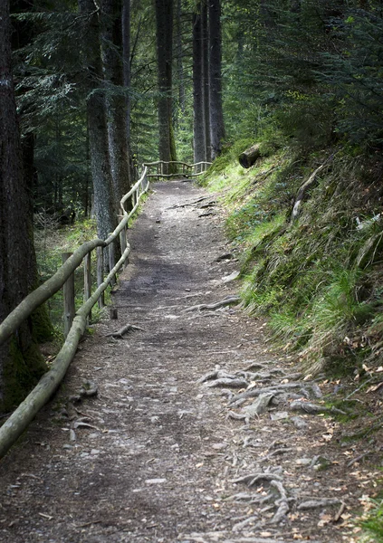 Sentier forestier entouré d'une clôture en bois — Photo