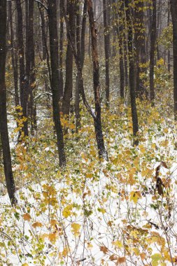 Sonbahar Orman karla kaplı