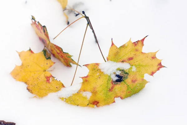 Folhas de outono amarelas de um bordo na neve — Fotografia de Stock