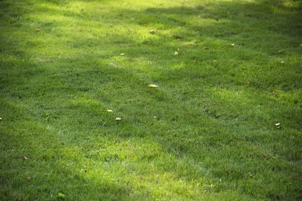 Gras weergave met ondiepe scherptediepte — Stockfoto