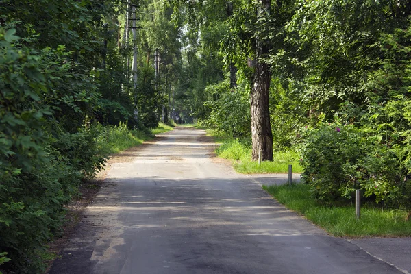 Path on the asphalt road through the forest — Stock Photo, Image