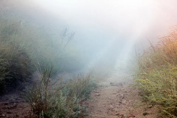 Forked path leading through the field at the end of which the fo — Stock Photo, Image