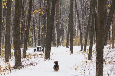 köpek tarafından ilk kar kaplı bir sonbahar orman