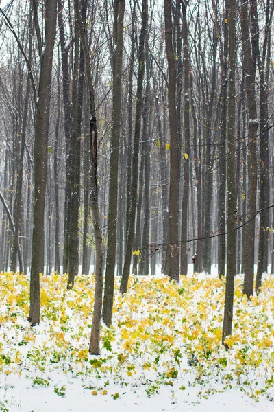 Bosque de otoño amarillo y verde cubierto de nieve — Foto de Stock