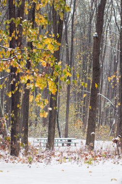sonbahar park ilk karla kaplı bir Bank