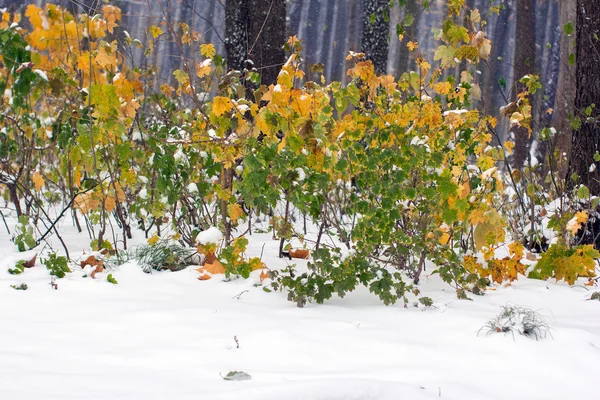 Arbustos de outono amarelo e verde cobertos de neve — Fotografia de Stock