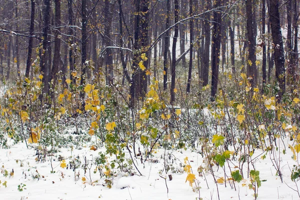 Желтый и зеленый осенний лес, покрытый снегом — стоковое фото